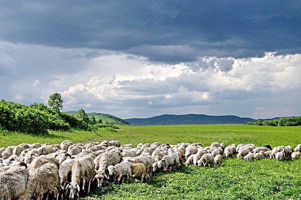 岳氏集團考察內(nèi)蒙古興安盟烏蘭浩特有機農(nóng)產(chǎn)品、中草藥種植等相關(guān)產(chǎn)業(yè)情況